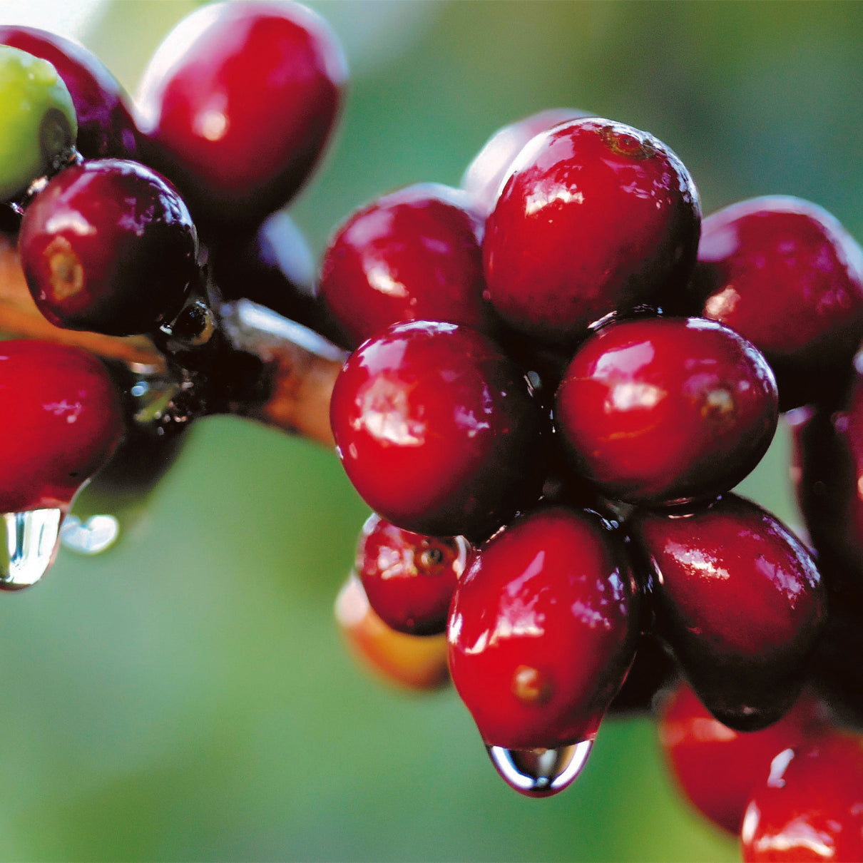 Guatemala - Single Origin Coffee