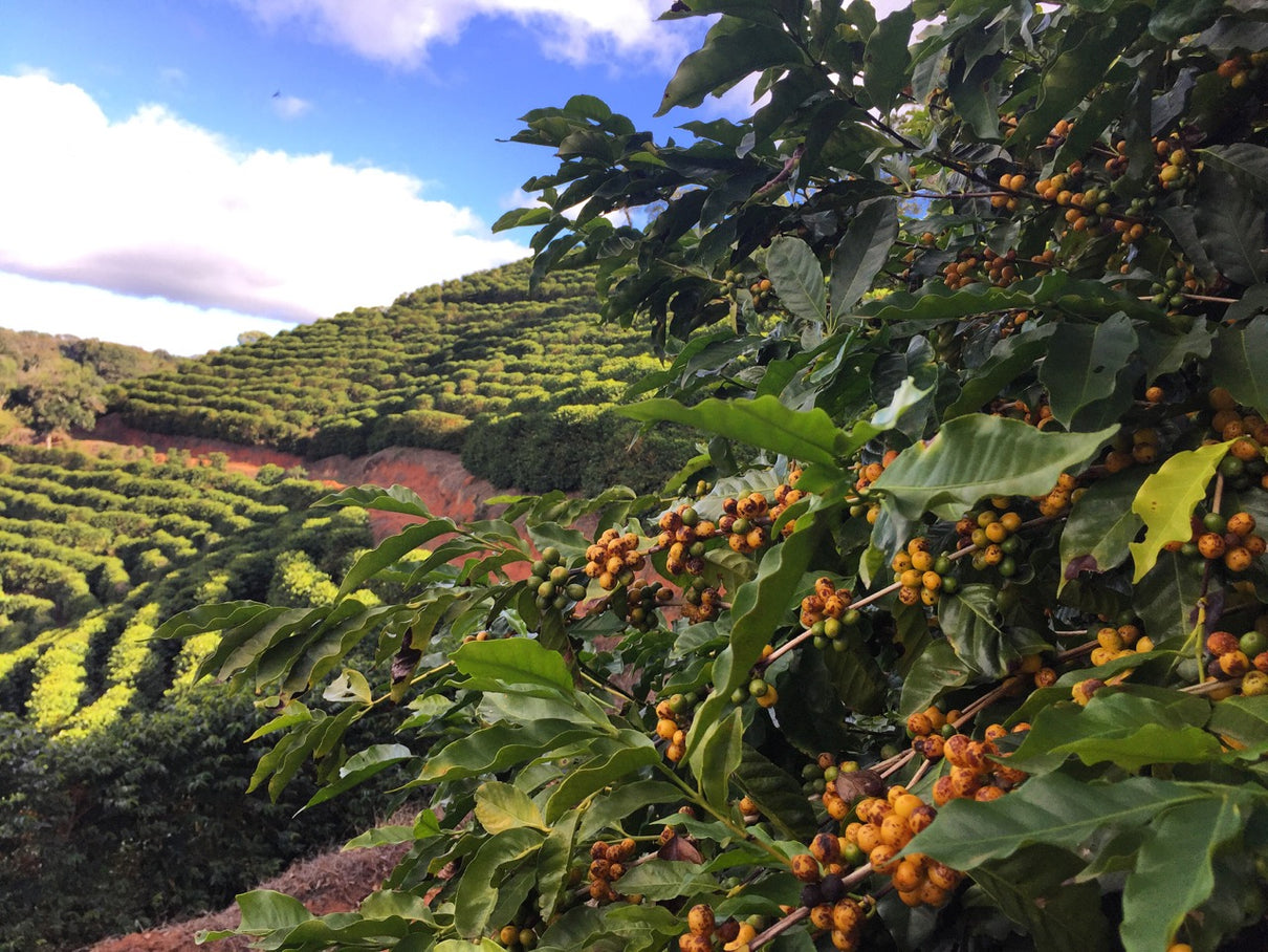 Brazil - Single Origin Coffee