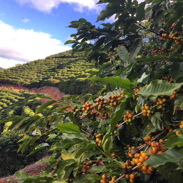 Brazil - Single Origin Coffee