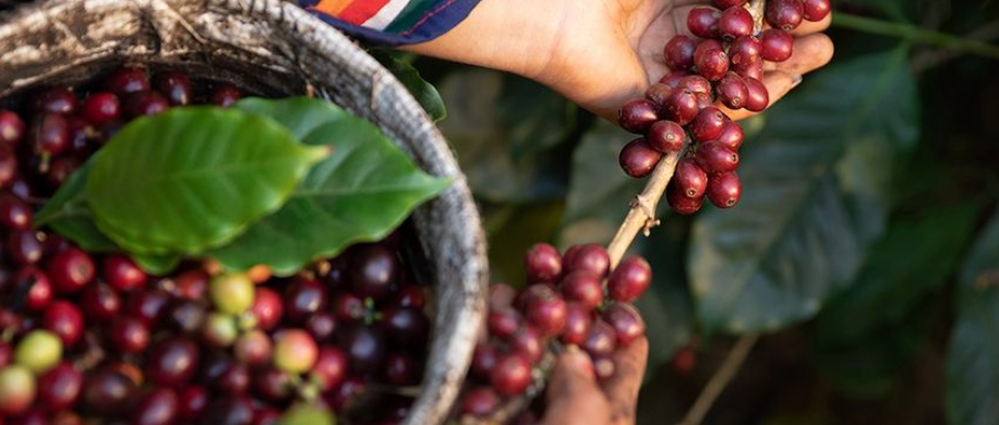 Brazil - Single Origin Coffee