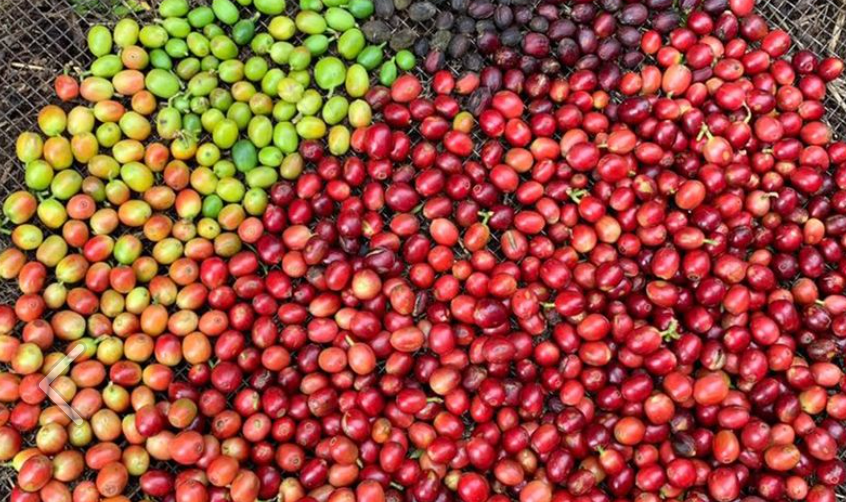 Brazil Peaberry - Single Origin Coffee